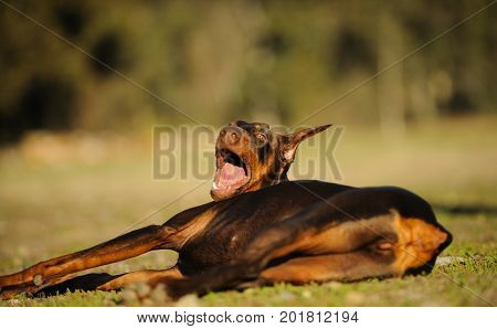 Doberman PInscher dog lying down with mouth open