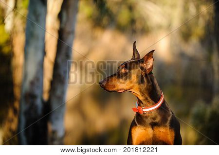Doberman PInscher dog portrait by pond and trees