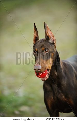 Doberman PInscher dog holding red tennis ball