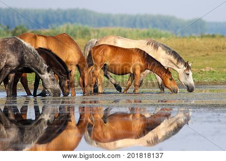 Herd of horses is drinking water on watering place