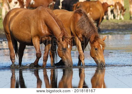 Two sorrel horses drinking water on watering place