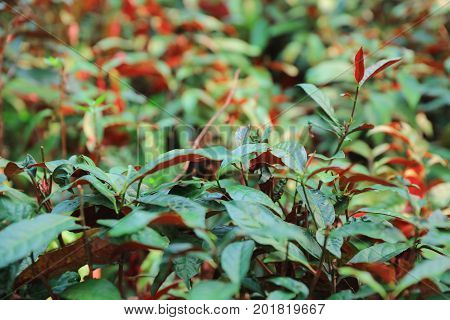 The Plants For Chinese Medicine