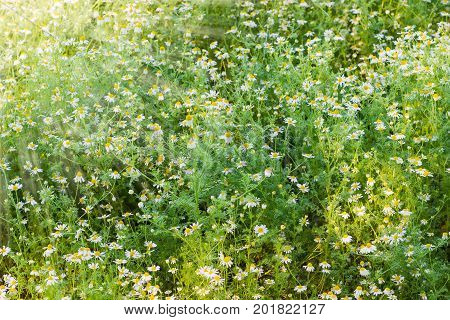 Background of the chamomiles on a meadow closeup in the sun beams during sunrise