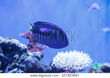 Palette tang fish Paracanthurus hepatus is also called the royal blue tang and can be found on a tropical reef in the ocean.