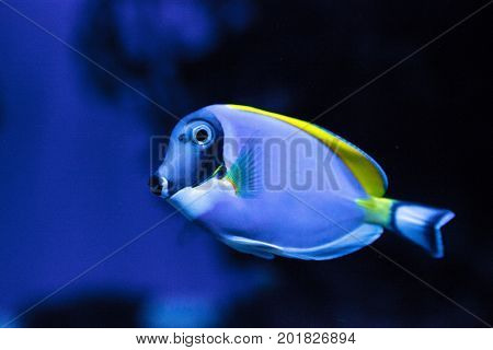 Powderblue Tang Fish Acanthurus Leucosternon