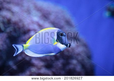 Powderblue Tang Fish Acanthurus Leucosternon