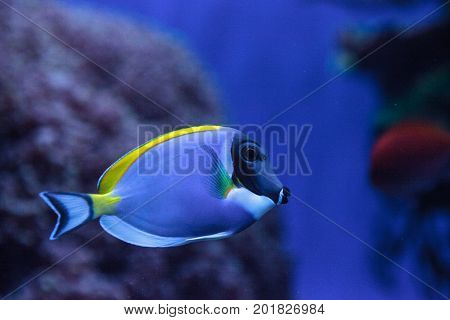 Powderblue Tang Fish Acanthurus Leucosternon
