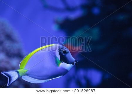 Powderblue Tang Fish Acanthurus Leucosternon