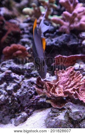 Tomini Tang Fish Ctenochaetus Tominiensis
