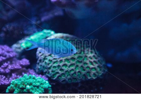 Blue Green Vanderbilts Chomis Fish, Chromis Vanderbilti