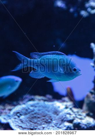 Blue Green Vanderbilts Chomis Fish, Chromis Vanderbilti