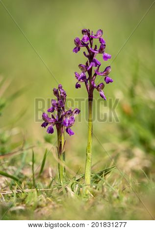 Closeup of a wild orchid in a meadow in Croatia