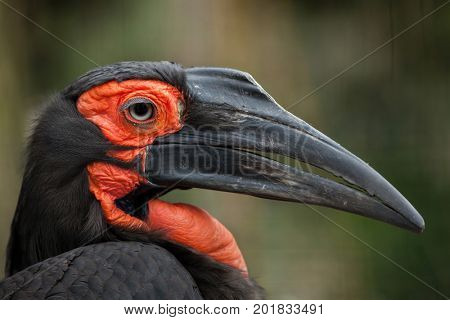 Southern ground hornbill (Bucorvus leadbeateri).