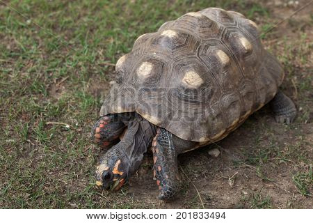 Red-footed tortoise (Chelonoidis carbonaria). Wildlife animal. 