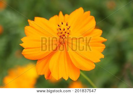 Orange Chrysanthemums At Botanical Garden In Beijing