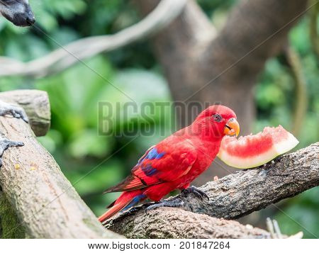 Australian Rainbow Lorikeet, Trichoglossus moluccanus, eating watermelon close up