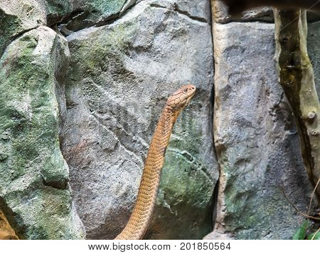 King Cobra Ophiophagus hannah stainding up close up