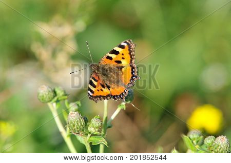 Butterfly Small Tortoiseshell. The small tortoiseshell is a colourful Eurasian butterfly in the family Nymphalidae.