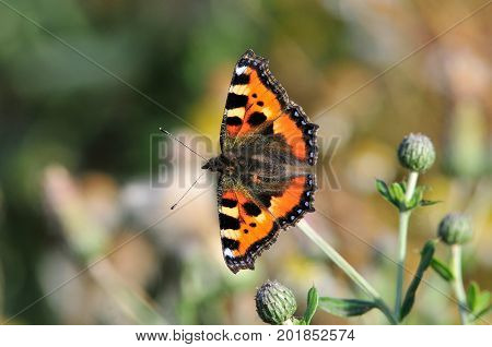 Butterfly Small Tortoiseshell. The small tortoiseshell is a colourful Eurasian butterfly in the family Nymphalidae.