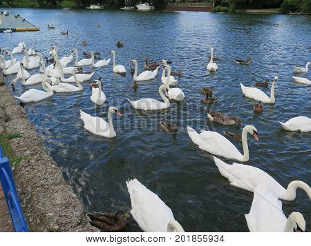 Mute Swans Waiting For Food
