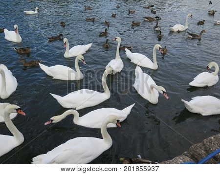 Mute Swans Waiting For Food