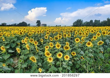 Country landscape at summer along the road from Fiorenzuola d'Arda to Castell'Arquato (Piacenza Emilia-Romagna Italy). Field of sunflowers