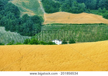 Rural landscape at summertime along the road from Santa Maria della Versa to Carmine (Pavia Lombardy)
