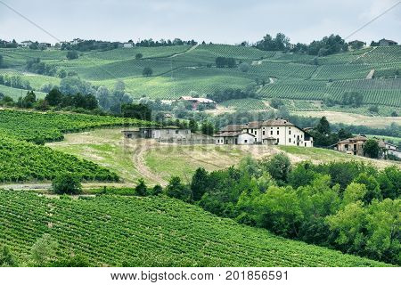 Rural landscape at summertime along the road from Vicobarone (Piacenza Emilia Romagna Italy) to Santa Maria della Versa (Pavia Lombardy) in the Tidone valley. Vineyards.