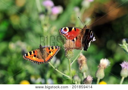 Butterfly Small Tortoiseshell. The small tortoiseshell is a colourful Eurasian butterfly in the family Nymphalidae. Aglais io, European peacock butterfly.