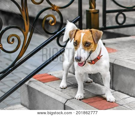 A small dog Jack Russel Terrier standing outside on the beautiful decorated with forging steps of the old house
