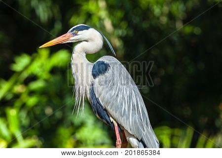 Grey Heron Bird Head