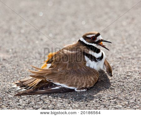 Tehlike Warding killdeer kuş