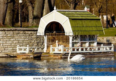 Swan am Nest In Tallinn