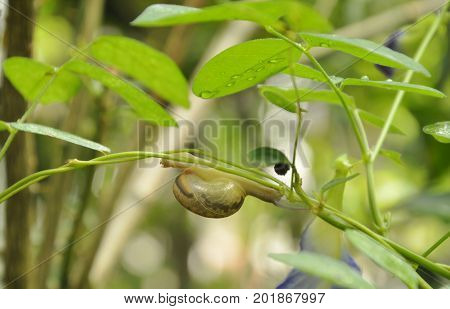 snail climbing slowly on ivy branch in garden