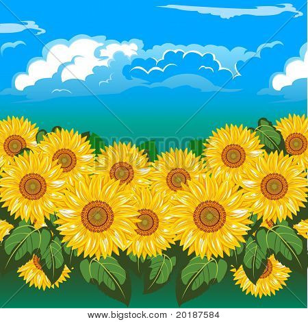 Zonnebloem