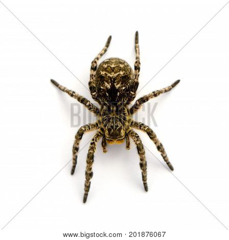 Photo of Lycosa singoriensis black terrible hair tarantula isolated on white background