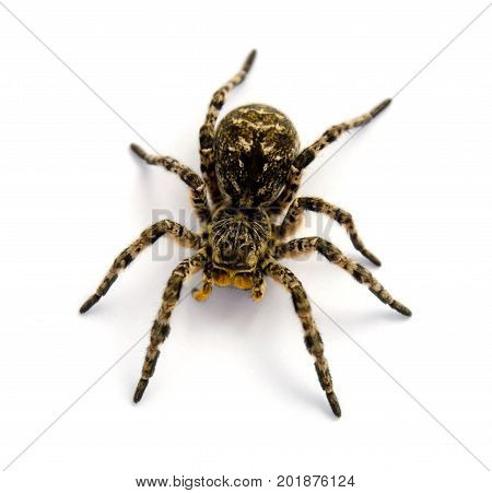 Photo of Lycosa singoriensis black terrible hair tarantula isolated on white background