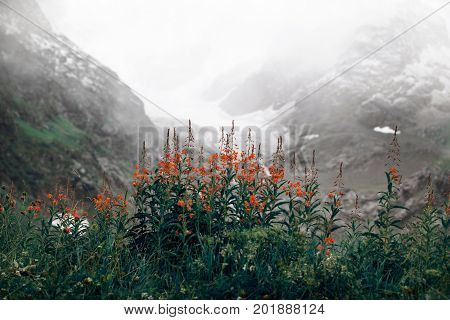 Snow And Grass