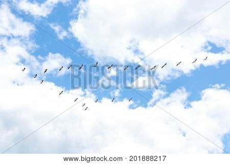 Flock of White Pelicans flying. Formation of pelicans flying for food