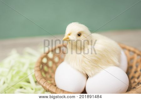 Chick Sits On Eggs In A Wicker Basket