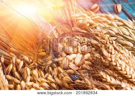 Pistachio nuts, peanuts and potato chips a snack for beer lying in a glass dish surrounded by ingredients for making malt for beer, bread. Spikes of wheat, barley, oats, rye.