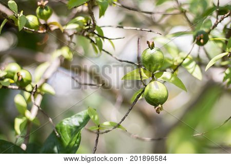 guava fruits in a tree. sofe focus and blurred in the other.