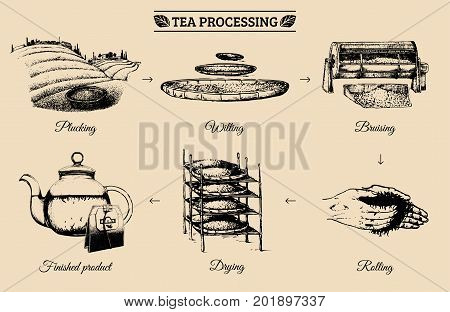 Vector infographics with illustrations of tea processing. Hand sketched scheme of authentic tea production.