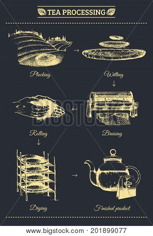 Vector infographics with illustrations of tea processing. Hand sketched scheme of authentic tea production.