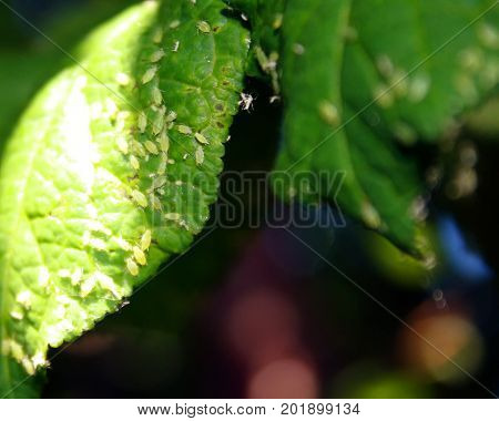 Cherry leaves affected by aphids. Insect pests on the plant.
