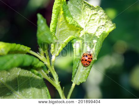 Cherry leaves affected by aphids. Insect pests on the plant. Ladybug eating aphid.