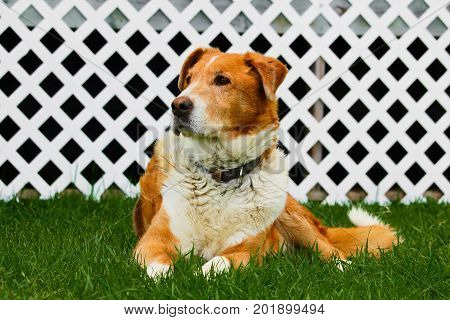 Old farm dog sitting on grass with a white lattice background.