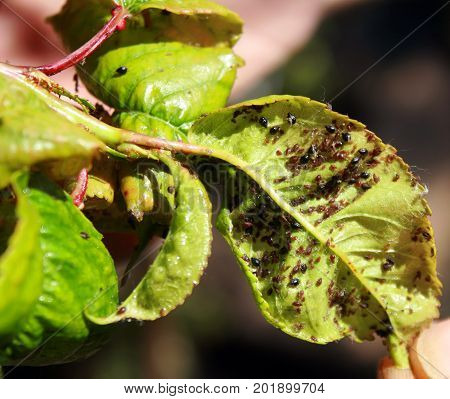Cherry leaves affected by aphids. Insect pests on the plant.
