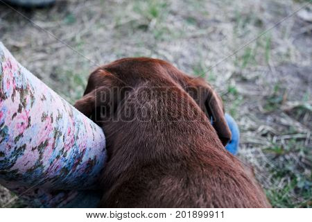 Tired dog resting it's head on a leg.