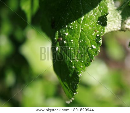 Cherry leaves affected by aphids. Insect pests on the plant.